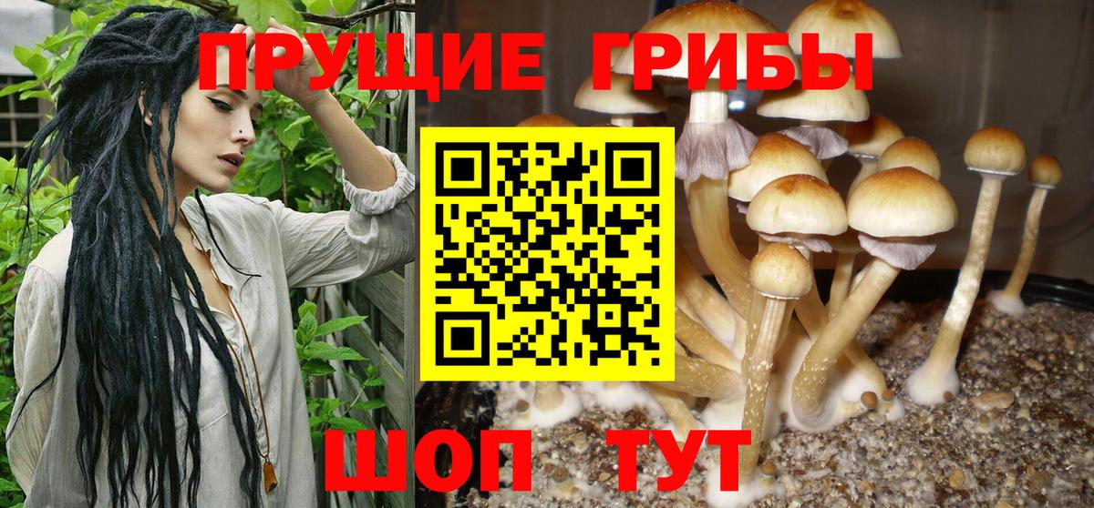 Заречный  купить закладку  Вход с VPN  Галлюциногенные грибы мицелий  Галлюциногенные грибы ЛСД 